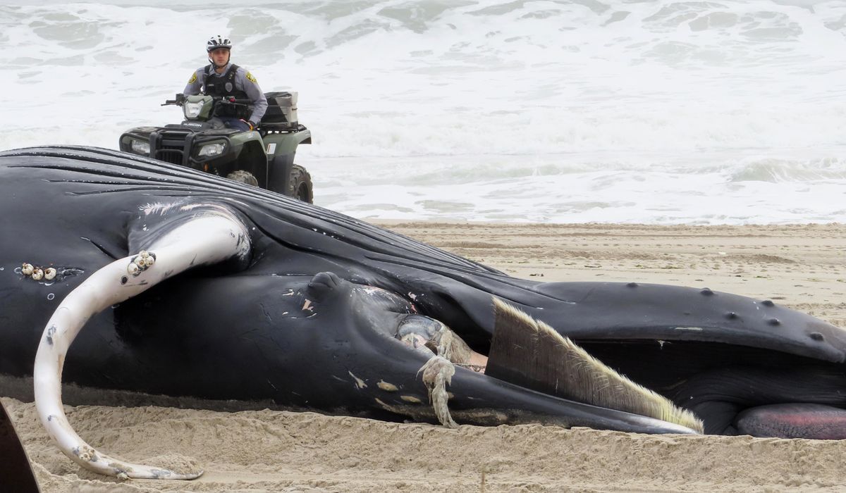 NextImg:Dem senators from 4 states ask NOAA to address whale deaths