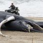 A police officer in Seaside Park N.J. rides a beach buggy near a dead whale on the beach on March 2, 2023. On Tuesday, March 28, Democratic U.S. senators from four states called upon the National Oceanic and Atmospheric Administration to address a spate of whale deaths on the Atlantic and Pacific coasts. The issue has rapidly become politicized, with mostly Republican lawmakers and their supporters blaming offshore wind farm preparation for the East Coast deaths despite assertions by NOAA and other federal and state agencies that the two are not related. (AP Photo/Wayne Parry)