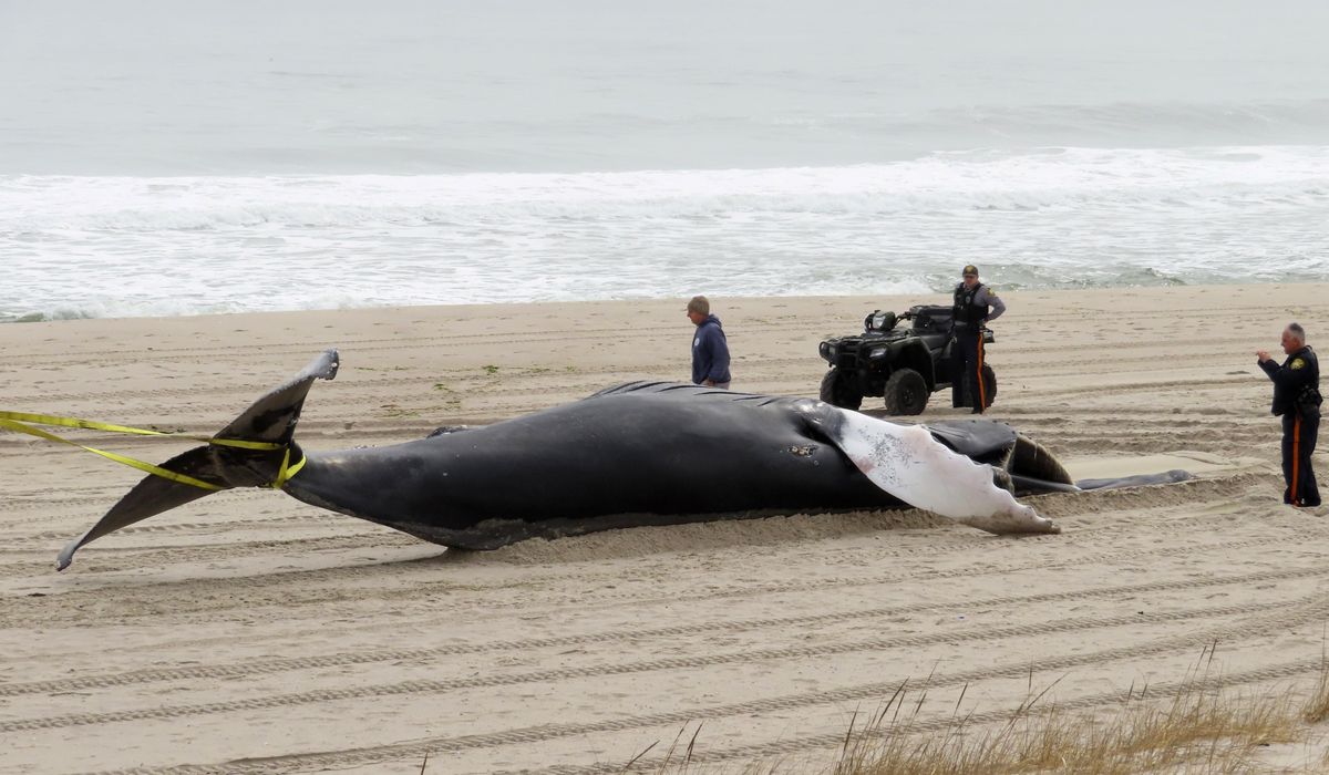 NextImg:Whale deaths prompt Democrats to join Republican calls for probe of offshore wind turbines