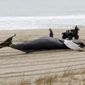A police officer in Seaside Park N.J. photographs a dead whale on the beach on March 2, 2023. On Tuesday, March 28, Democratic U.S. Senators from four states called upon the National Oceanic and Atmospheric Administration to address a spate of whale deaths on the Atlantic and Pacific coasts. The issue has rapidly become politicized, with mostly Republican lawmakers and their supporters blaming offshore wind farm preparation for the East Coast deaths despite assertions by NOAA and other federal and state agencies that the two are not related. (AP Photo/Wayne Parry)