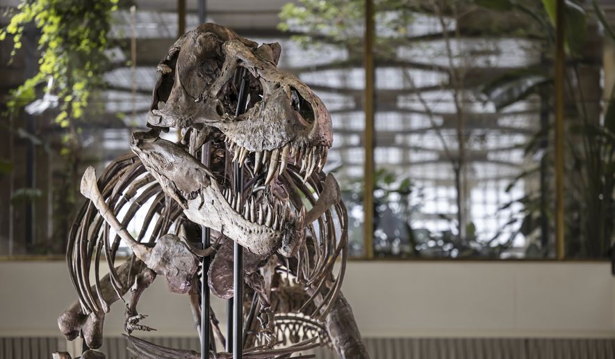 The skeleton of a Tyrannosaurus rex named Trinity is displayed during a preview by auction house Koller at the Tonhalle Zurich concert hall, on Wednesday, March 29, 2023, in Zurich, Switzerland. The 11.6-meter-long, 3.9-meter-high and 67-million-year-old T. rex skeleton was assembled from three specimens excavated from 2008 to 2013 in the Hell Creek and Lance Creek formations in the U.S. states of Montana and Wyoming. (Michael Buholzer/Keystone via AP)