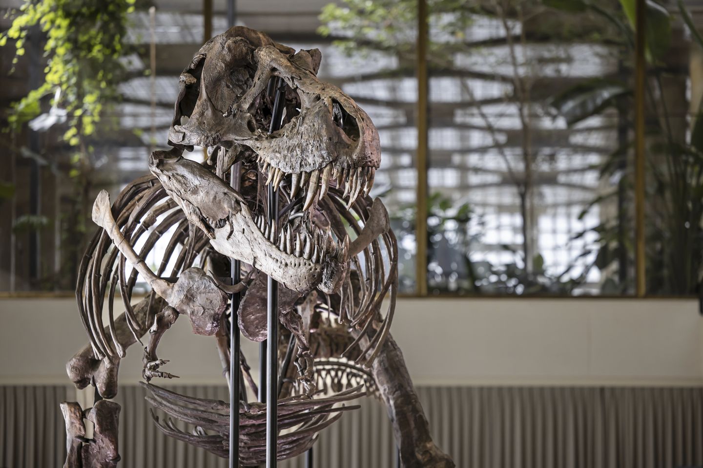 Tyrannosaurus rex iskeleti müzayedeye gidiyor, İsviçre'de sergileniyor