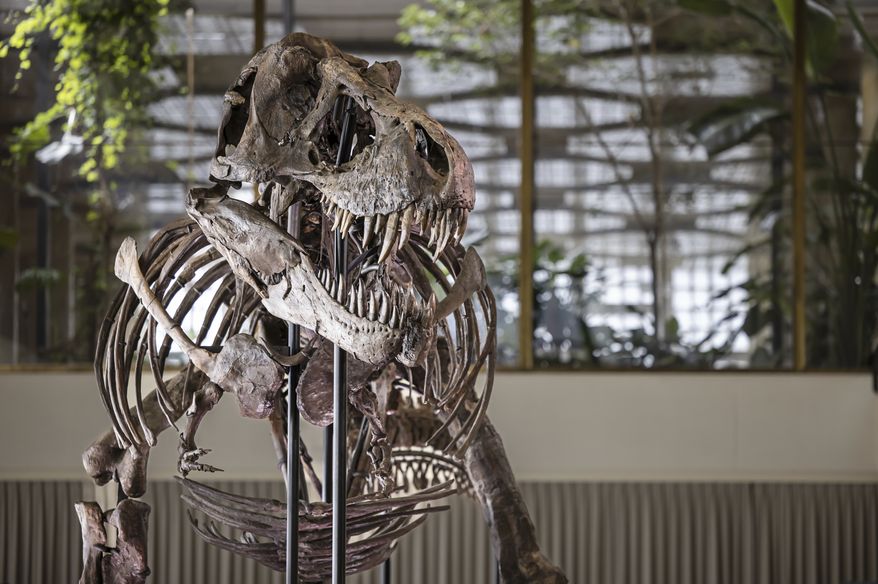 The skeleton of a Tyrannosaurus rex named Trinity is displayed during a preview by auction house Koller at the Tonhalle Zurich concert hall, on Wednesday, March 29, 2023, in Zurich, Switzerland. The 11.6-meter-long, 3.9-meter-high and 67-million-year-old T. rex skeleton was assembled from three specimens excavated from 2008 to 2013 in the Hell Creek and Lance Creek formations in the U.S. states of Montana and Wyoming. (Michael Buholzer/Keystone via AP)