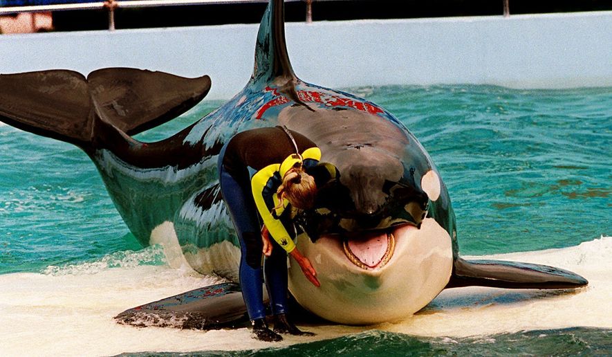 Trainer Marcia Hinton pets Lolita, a captive orca whale, during a performance at the Miami Seaquarium in Miami, March 9, 1995. An unlikely coalition made up of a theme park owner, an animal rights group, a mayor and a philanthropist who owns an NFL team announced Thursday, March 30, 2023, that a plan is in place to return Lolita  an orca that has lived in captivity at the Miami Seaquarium for more than 50 years  to its home waters in the Pacific Northwest. (Nuri Vallbona/Miami Herald via AP, File)