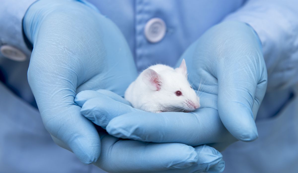 NextImg:NIH spent billions on overseas animal testing but didn’t police anti-cruelty standards