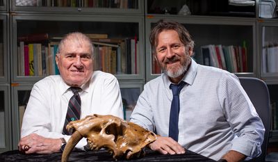 &quot;Dave Easterla, left, Distinguished University Professor Emeritus of Biology at Northwest Missouri State University, and Matthew Hill, associate professor of anthropology at Iowa State, with a fossilized complete skull from a sabertooth cat from southwest Iowa,&quot; according to the caption on the university press release about the skull. (Image courtesy of Christopher Gannon/Iowa State University)