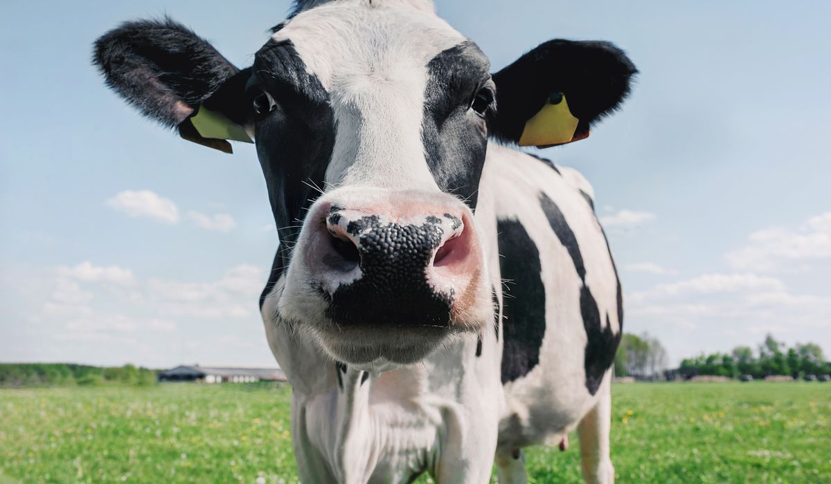 NextImg:No April Fools’ prank: Jogger has close encounter with cow