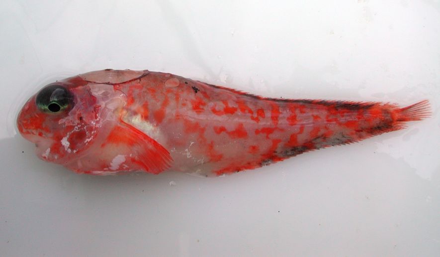 A 2002 photo provided by NOAA Fisheries/Alaska Fisheries Science Center and taken during the second leg of the Aleutian Islands survey shows a snailfish. The Alaska Fisheries Science Center, part of the National Oceanic and Atmospheric Administration, has helped name more than a dozen new species over the last decade. (James Orr/NOAA Fisheries/Alaska Fisheries Science Center via AP) **FILE**