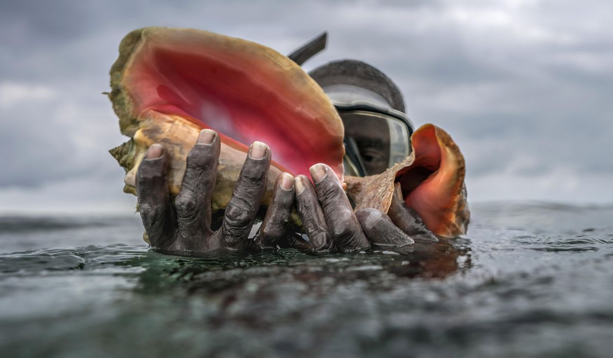 NextImg:Florida man jailed for catching, eating protected sea snail species