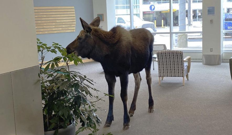 In this Thursday, April 6, 2023, image provided by Providence Alaska, a moose stands inside a Providence Alaska Health Park medical building in Anchorage, Alaska. The moose chomped on plants in the lobby until security was able to shoo it out, but not before people stopped by to take photos of the moose. (Providence Alaska via AP)