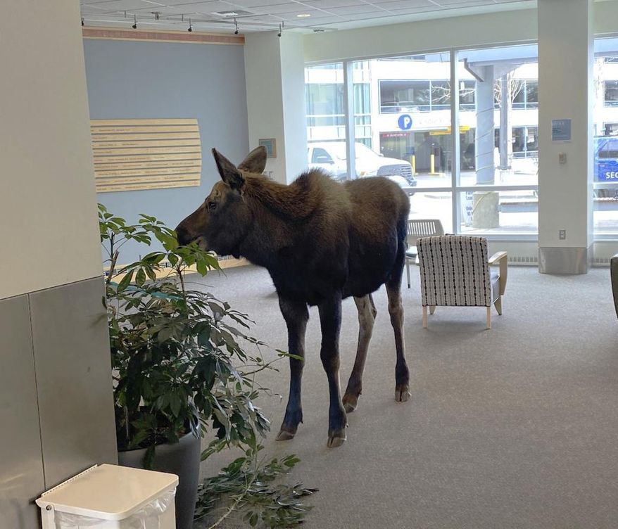 In this Thursday, April 6, 2023, image provided by Providence Alaska, a moose stands inside a Providence Alaska Health Park medical building in Anchorage, Alaska. The moose chomped on plants in the lobby until security was able to shoo it out, but not before people stopped by to take photos of the moose. (Providence Alaska via AP)