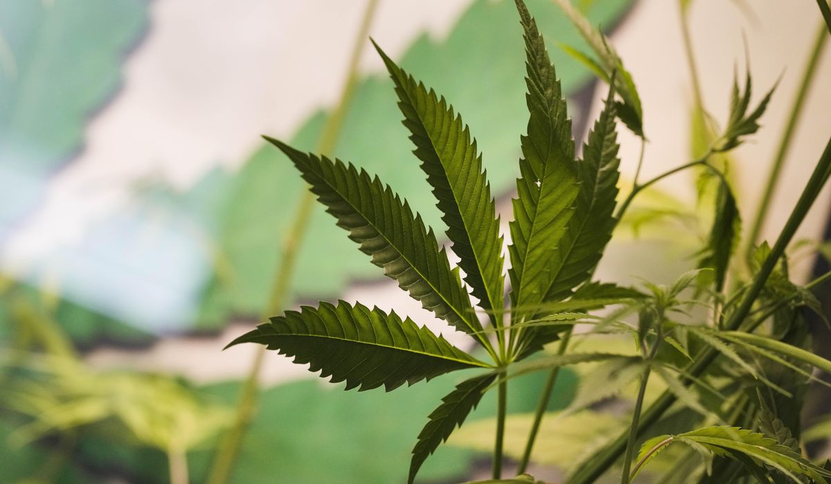 NextImg:Germany scales back cannabis liberalization after EU talks