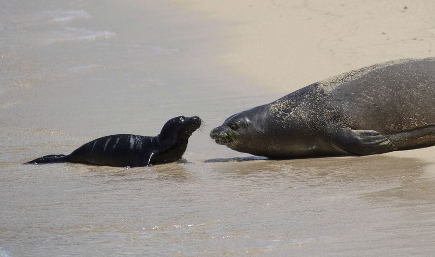 Hawaiian monk seal Kaiwi and her newborn pup lie on the sand at Waikiki's Kaimana Beach in Honolulu on Thursday, April 20, 2023. Officials fenced off a large stretch of a popular Waikiki beach to protect the seal and her days-old pup. The unusual move highlights the challenges of protecting endangered species in a state that attracts millions of travelers every year. (Cindy Ellen Russell/Honolulu Star-Advertiser via AP)