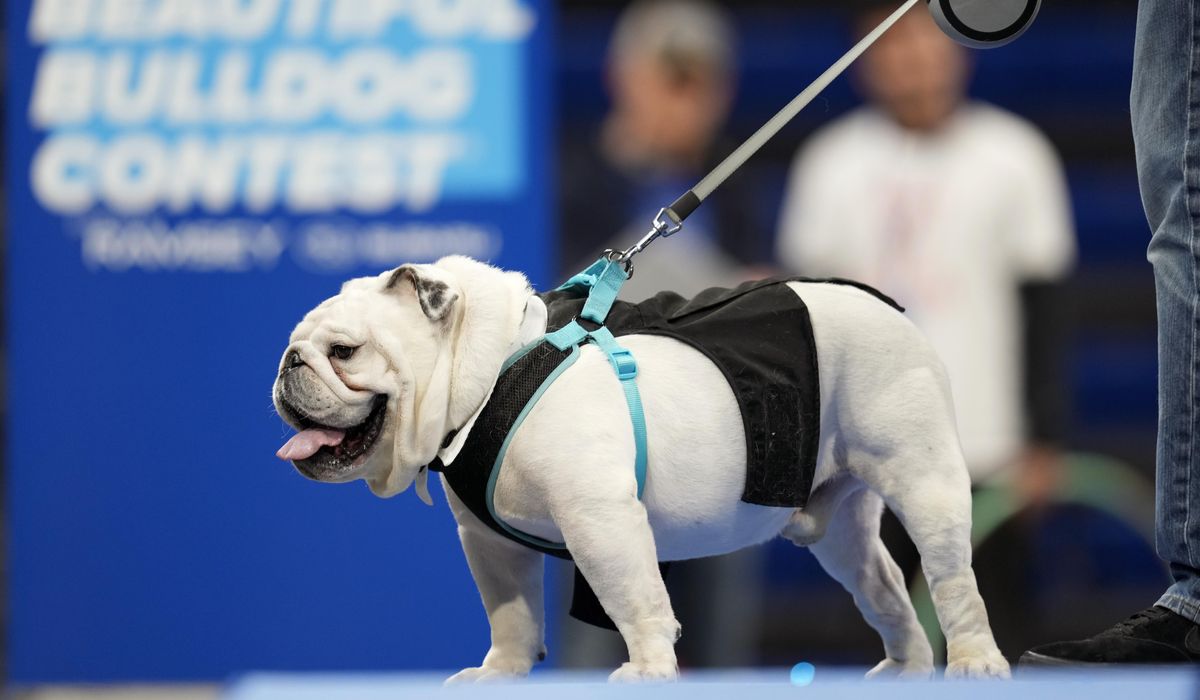 NextImg:Patch crowned ‘beautiful bulldog’ at Drake University event