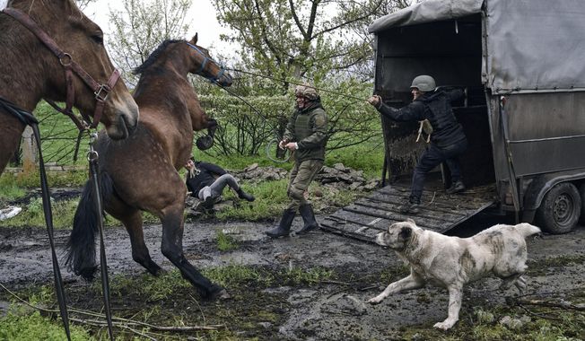 Ukrainian soldiers and volunteers try to load horses into a truck to evacuate them from an abandoned horse farm in war-hit Avdiivka, Donetsk region, Ukraine, Tuesday, April 25, 2023. (AP Photo/Libkos)