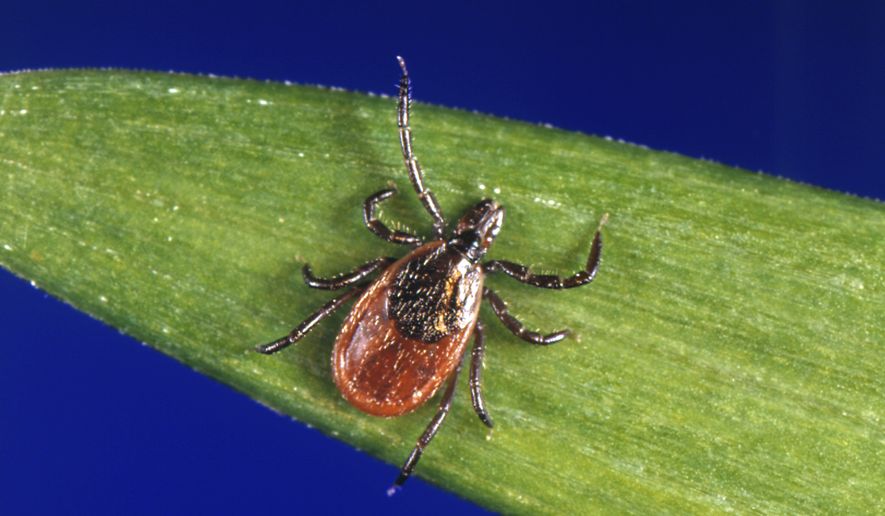 This undated photo provided by the U.S. Centers for Disease Control and Prevention (CDC) shows a blacklegged tick, which is also known as a deer tick. Ticks will be more active than usual early in spring 2023, and that means Lyme disease and other tick-borne infections could spread earlier and in greater numbers than in a typical year. Ticks can transmit multiple diseases that sicken humans, and deer ticks, which spread Lyme, are a day-to-day fact of life in the warm months in New England and the Midwest. (CDC via AP, File)