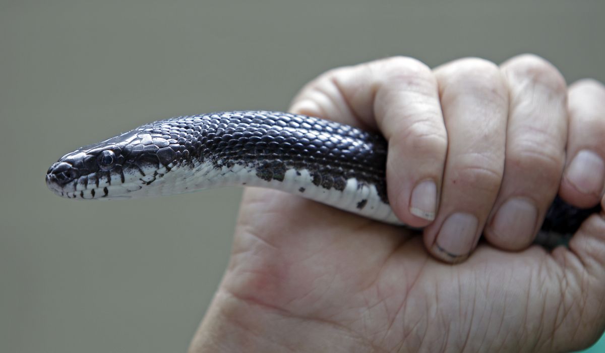 NextImg:Snake causes power outage at Prince William County intersection, disrupting traffic lights