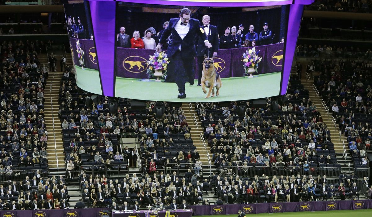 NextImg:Dog Show 101: What’s what at the Westminster Kennel Club