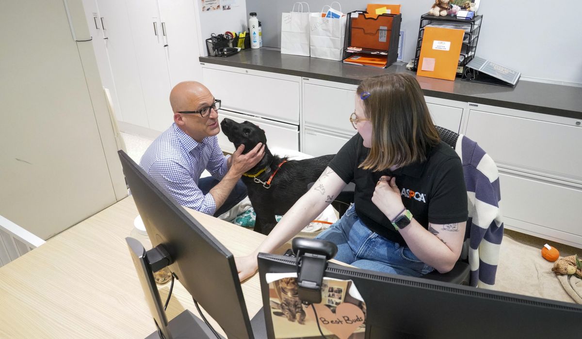 NextImg:Across town from show dogs, a labor to save suffering ones