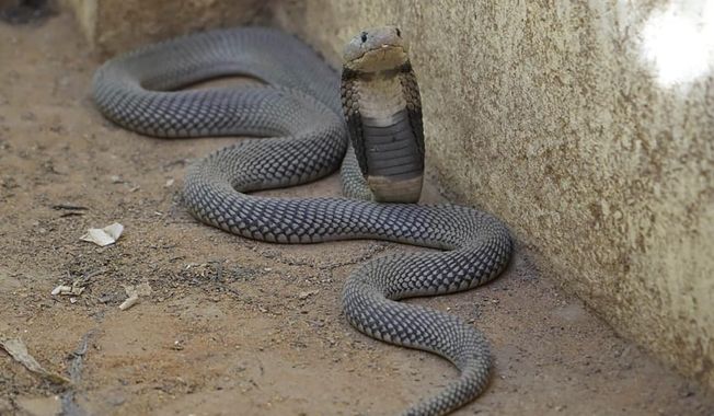 In this undated photo released by Sara Abdalla, director of the zoological park at the University of Khartoum, a Nubian spitting cobra is pictured inside its enclosure in Khartoum, Sudan. The animal is one of dozens feared dead or missing inside the park in Sudan&#x27;s capital after intense fighting made the location unreachable. (Sara Abdalla via AP)