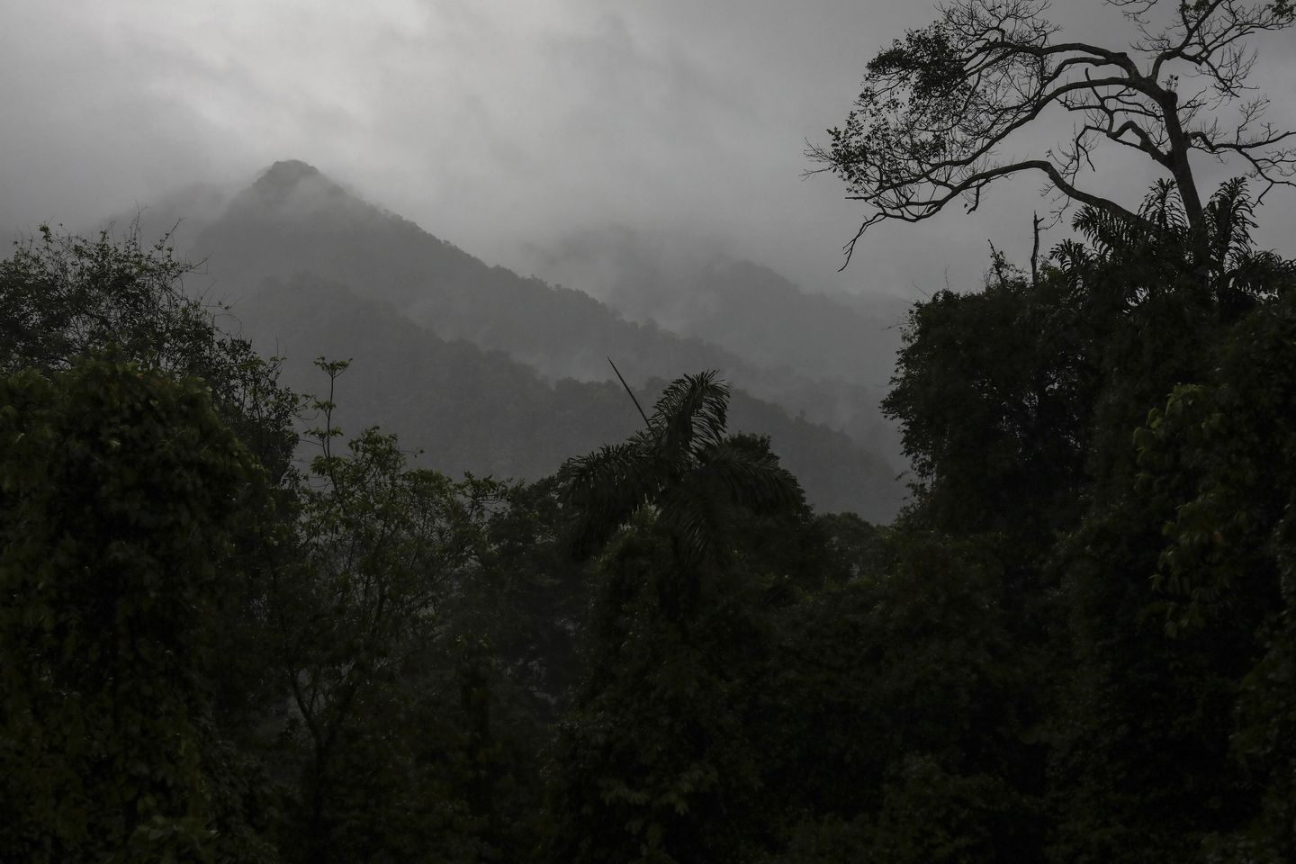 Kolombiya-Panama sınırındaki yoğun Darien ormanını geçen göçmenler giderek daha organize bir rota buluyor