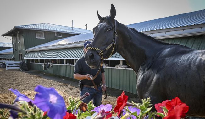 Preakness contender First Mission is groomed after working out on the Pimlico track Tuesday morning, May 16, 2023, in Baltimore, in preparation for Saturday&#x27;s Preakness Stakes horse race. (Jerry Jackson/The Baltimore Sun via AP)