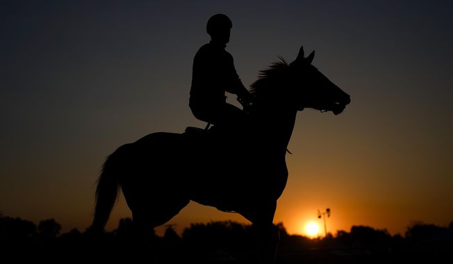 An outrider walks a horse on the track as horses work out ahead of the 148th running of the Preakness Stakes horse race at Pimlico Race Course, Thursday, May 18, 2023, in Baltimore. (AP Photo/Julio Cortez)