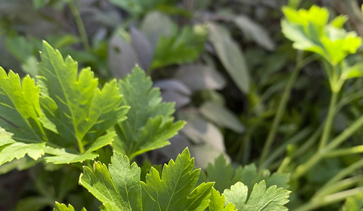 NextImg:Tips for growing culinary herbs (you don’t even need a garden)