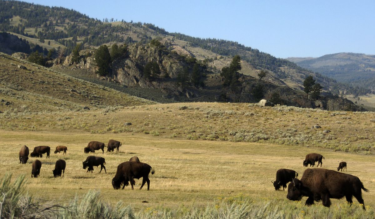 NextImg:U.S. highway running through Yellowstone reduced to one lane after landslide