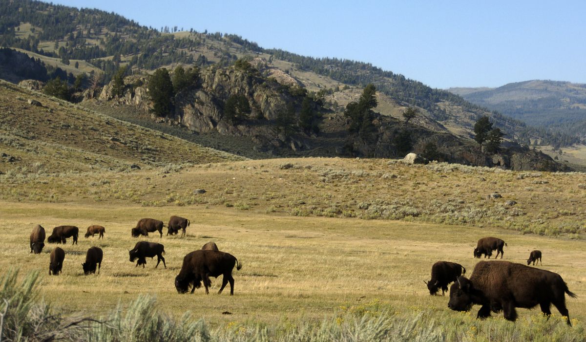 NextImg:Man pleads guilty to interaction with Yellowstone bison that led to animal being euthanized