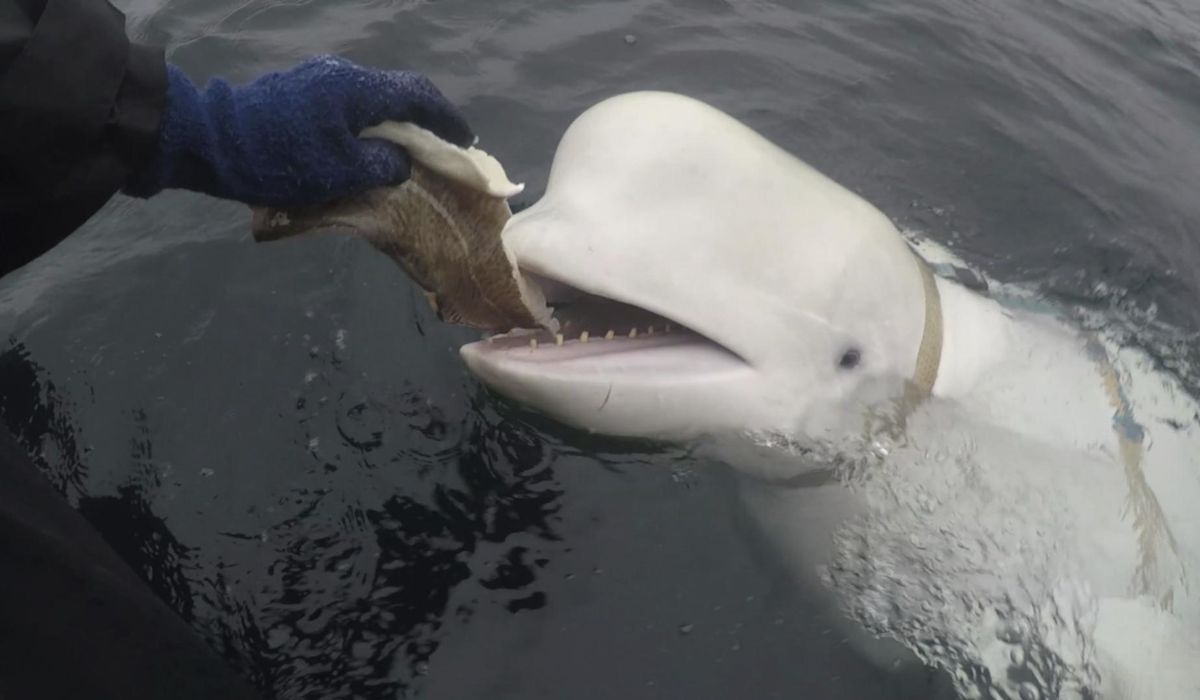 NextImg:Norway says Beluga whale with apparent Russian-made harness swims south to Sweden