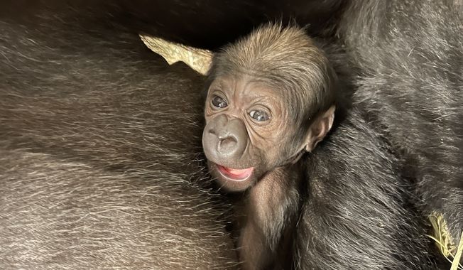 The Smithsonian’s National Zoo and Conservation Biology Institute has a new baby gorilla. (Image from the Smithsonian’s National Zoo and Conservation Biology Institute)