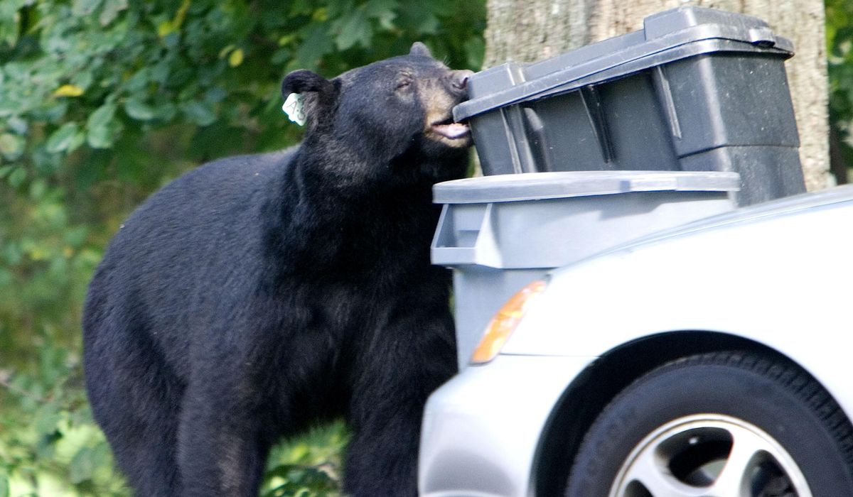 NextImg:Run, Rudolph! Black bear attacks reindeer Christmas decorations outside Florida home