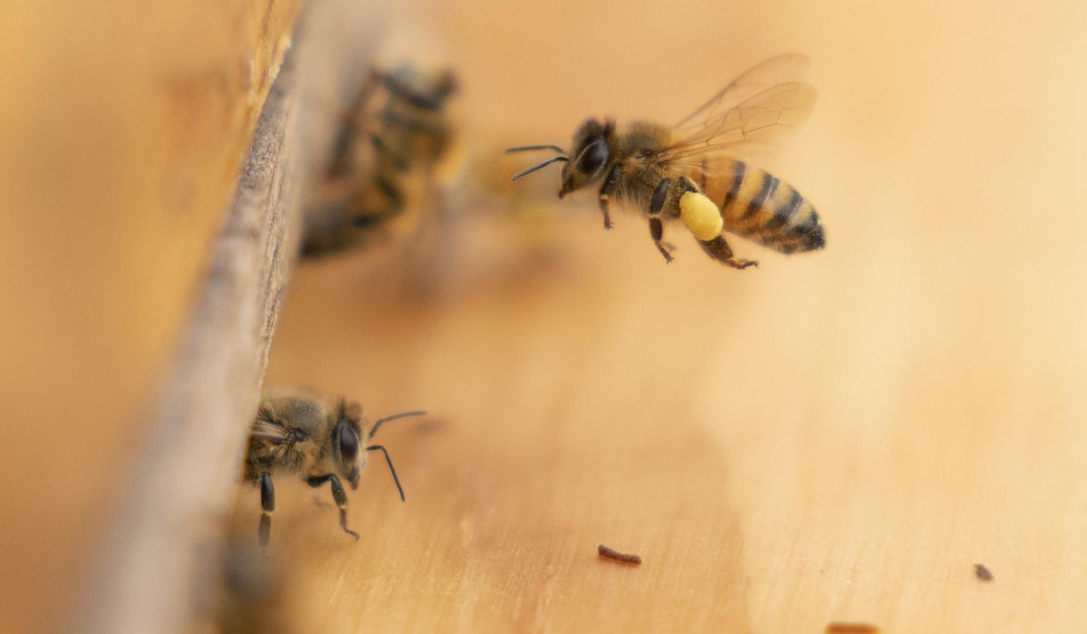NextImg:Buzzworthy: Honeybee health blooming at federal facilities across the country
