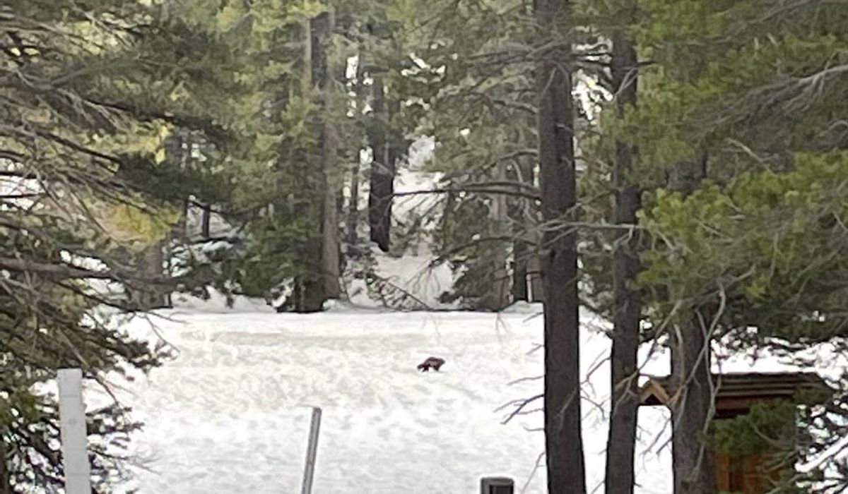 NextImg:Wolverine in rare sighting amid California’s Sierra Nevada Range