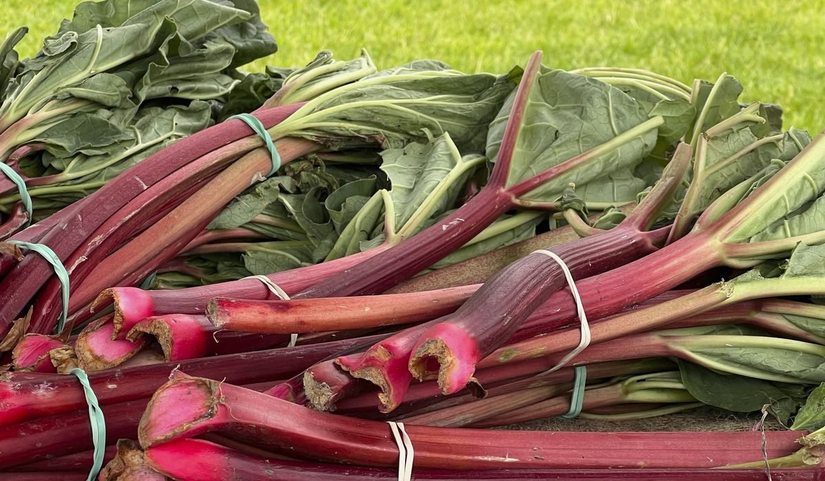 NextImg:Pucker up: Along with strawberries and roses, June is time for rhubarb picking