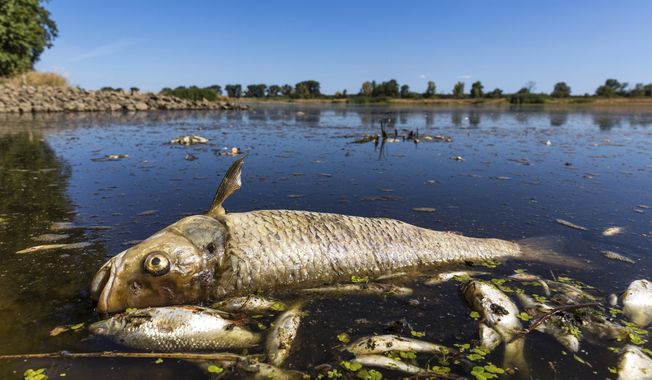 A dead chub and other dead fish are floating in the Oder River near Brieskow-Finkenheerd, eastern Germany, on Aug. 11, 2022. The environment ministers of Poland and Germany met on the border of the two countries on Wednesday, June 7, 2023, to discuss protection of the Oder River against a repeat of deadly pollution that killed hundreds of tons of fish last year. (Frank Hammerschmidt/dpa via AP) **FILE**