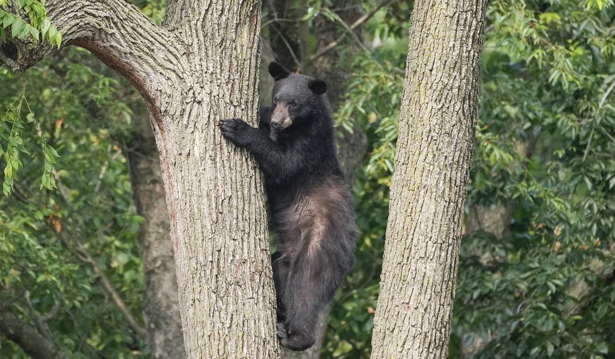 NextImg:Black bear climbs tree, runs about in Northeast D.C. before being tranquilized
