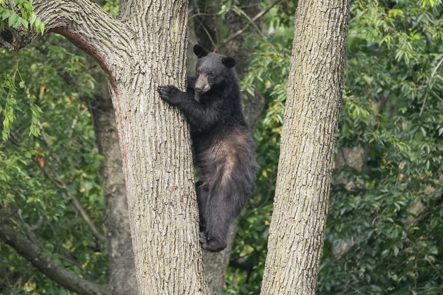 A black bear sits in a tree while police attempt to keep it in place until wildlife authorities can arrive on scene in the residential Brookland neighborhood in Northeast Washington, Friday, June 9, 2023. (AP Photo/Andrew Harnik)