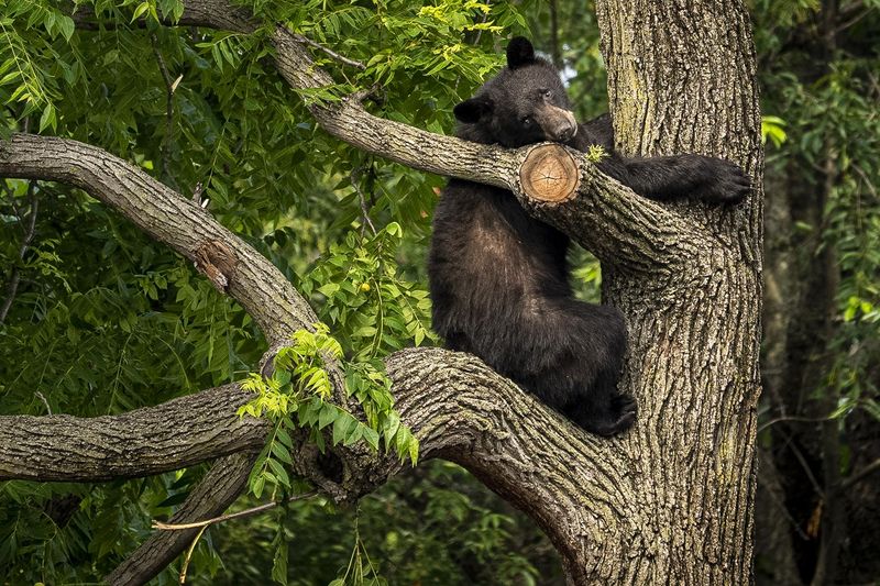 Young black bear wanders Washington D.C. neighborhood, sparking a frenzy before being captured