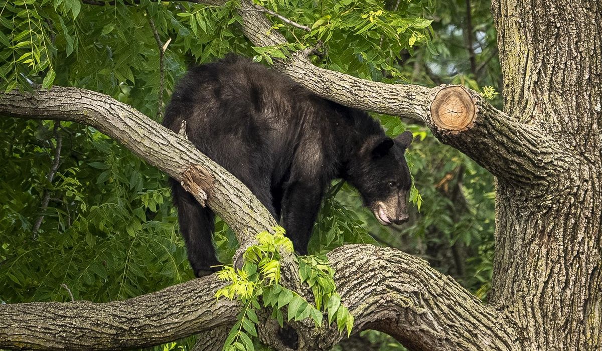 NextImg:Mother bravely shields son with Down syndrome after bear leaps on picnic table and devours tacos