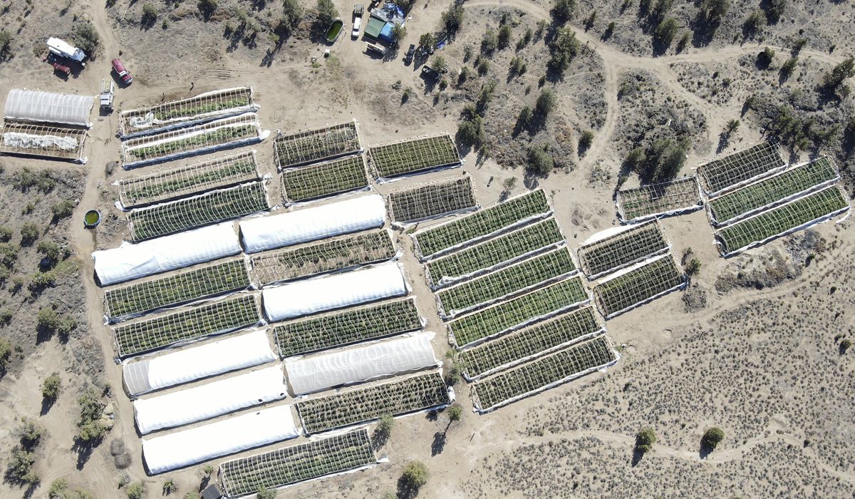 NextImg:Oregon to crack down on illegal pot growers by holding landowners responsible