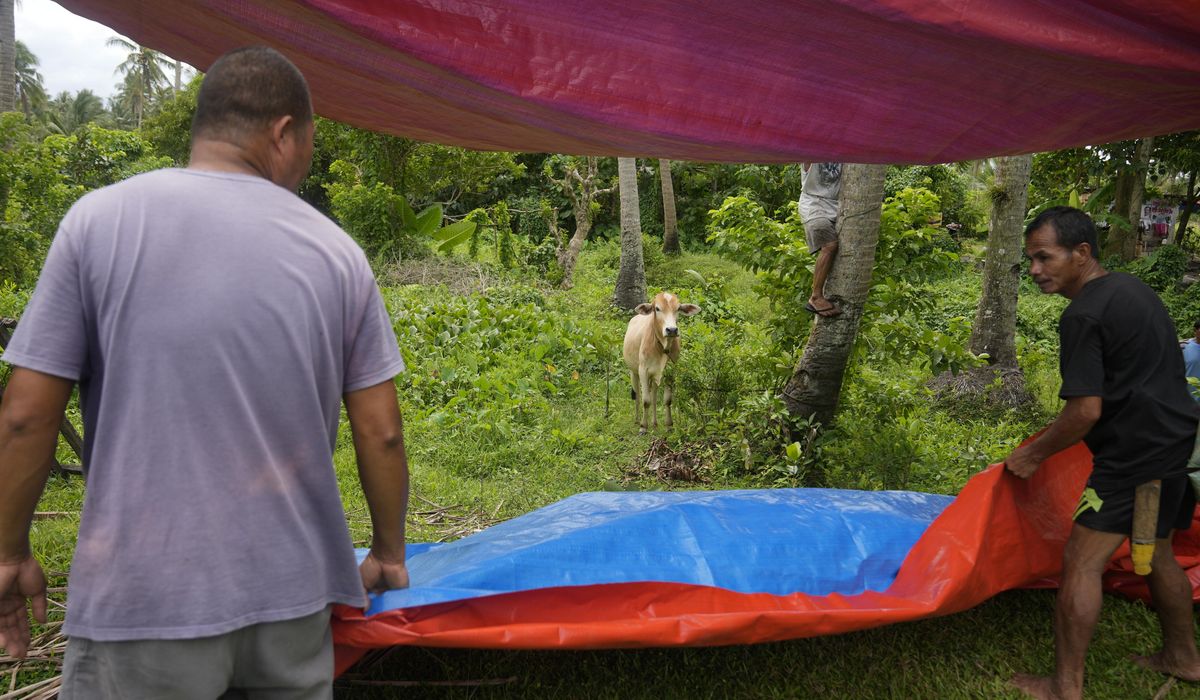 NextImg:Following owners, thousands of cows, buffaloes evacuated away from restive Philippine volcano