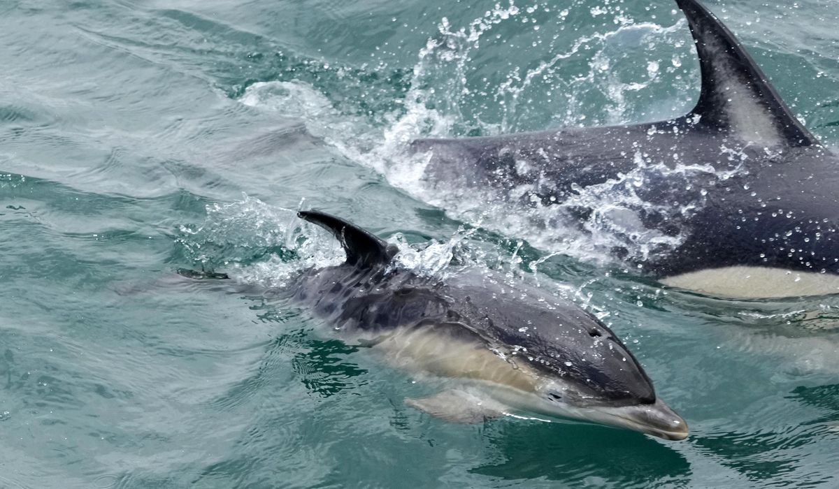 NextImg:UN members adopt first-ever treaty to protect marine life in the high seas