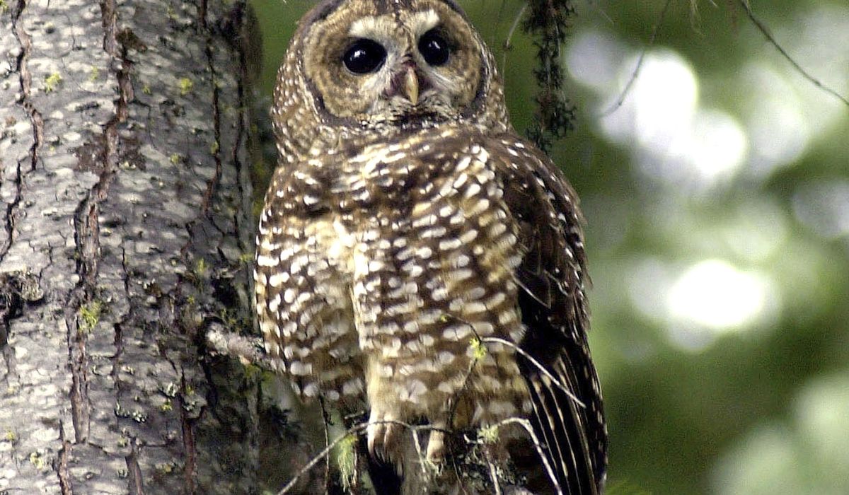 NextImg:Biden administration moves to restore endangered species protections dropped by Trump