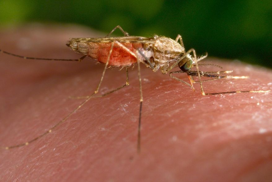 This 2014 photo made available by the U.S. Centers for Disease Control and Prevention shows a feeding female Anopheles gambiae mosquito. The species is a known vector for the parasitic disease malaria. The United States has seen five cases of malaria spread by mosquitos in the last two months...the first time there's been local spread in 20 years. There were four cases detected in Florida and one in Texas, according to a health alert issued Monday, June 26, 2023, by the CDC. (James Gathany/CDC via AP, File)