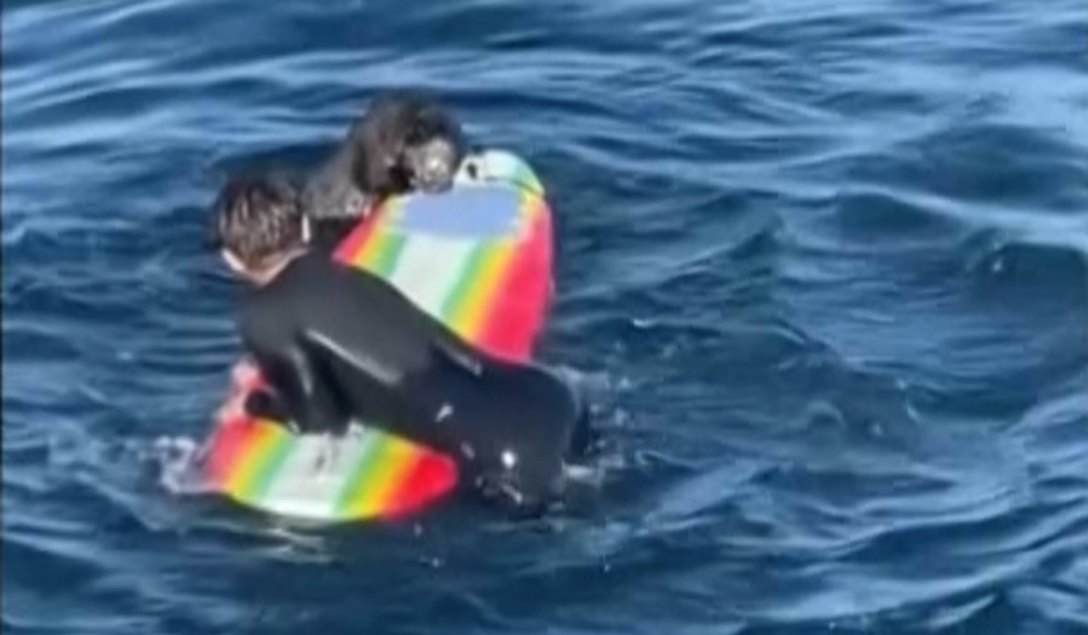 NextImg:Otter gives surfer a hard time off Santa Cruz