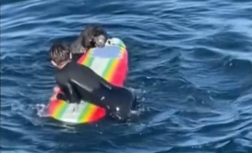 Surfers in California have been warned to keep an eye out for a territorial sea otter that has been nibbling surfboards. The Santa Cruz police department warned that the otter had been “biting, scratching and climbing on surfboards.” Screenshot from video by Hefti Brunold/Amazing Animals+/TMX via AP.