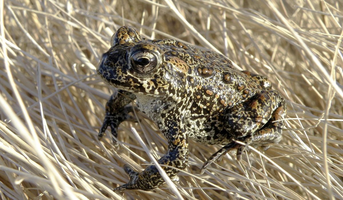 NextImg:U.S. to reopen review of Nevada geothermal plant near endangered toad while legal battle is on hold