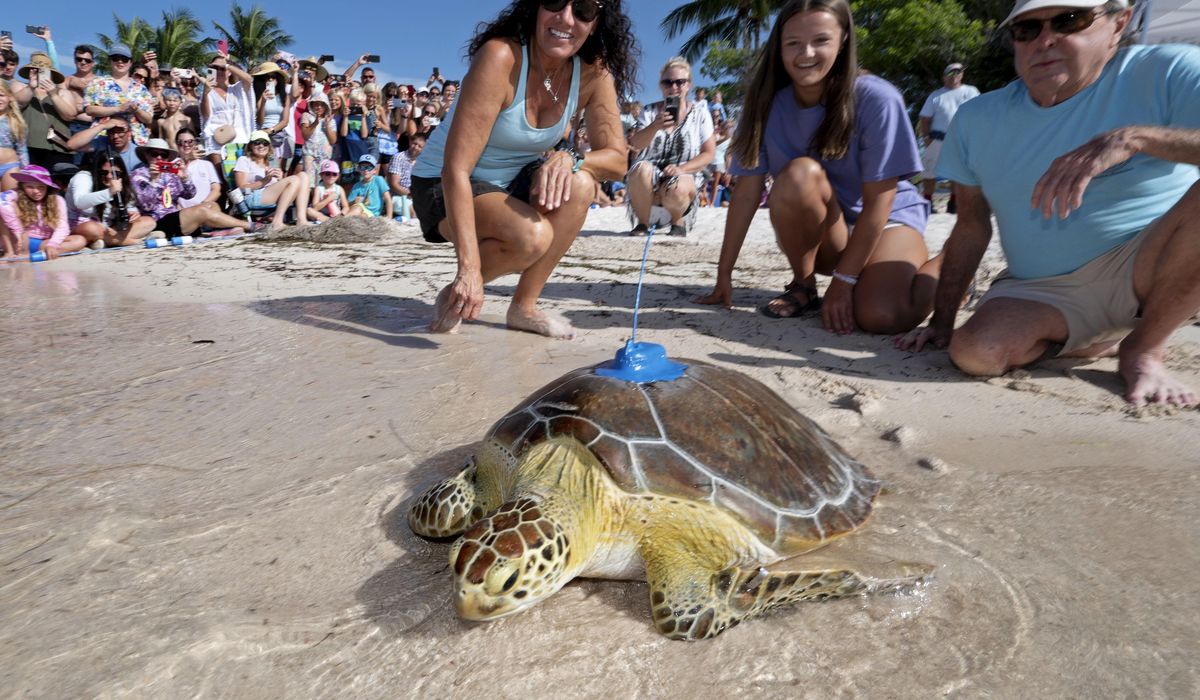 NextImg:Rehabilitated sea turtle released in Florida Keys to join Tour de Turtles
